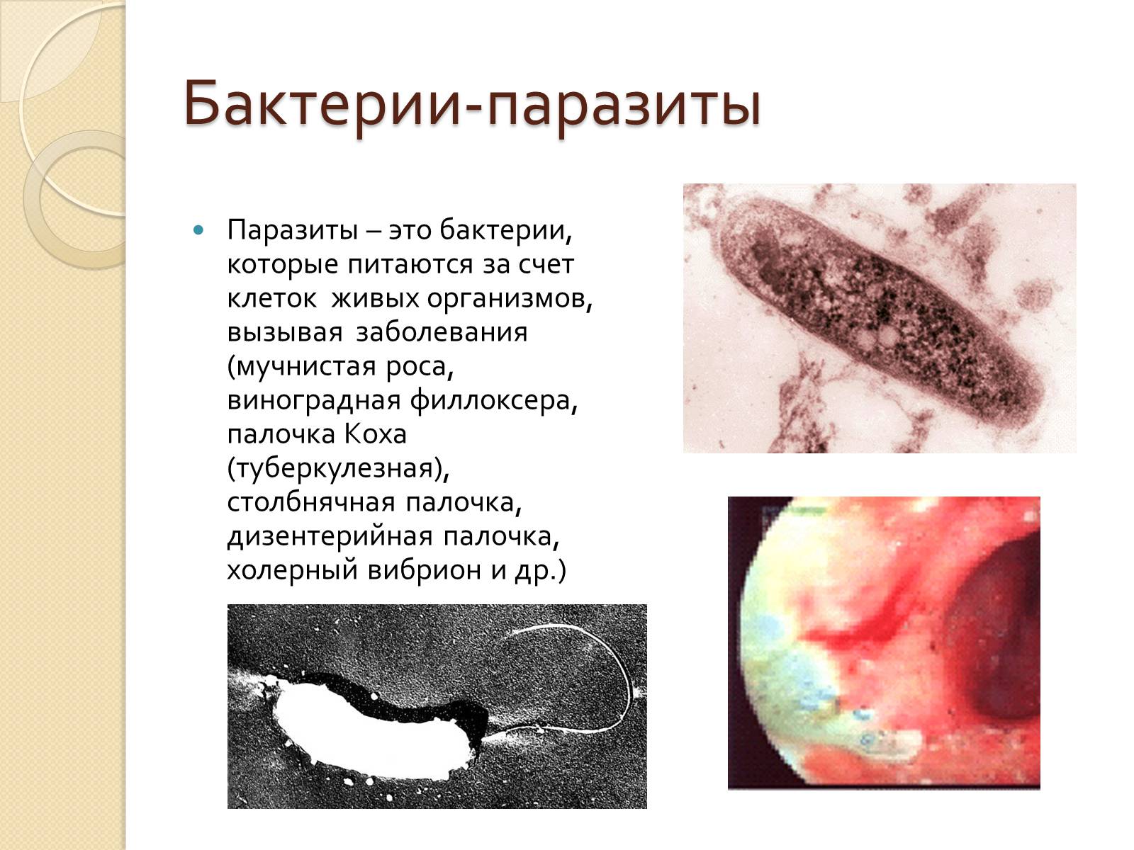 Презентація на тему «Прокариоты» (варіант 3) - Слайд #17