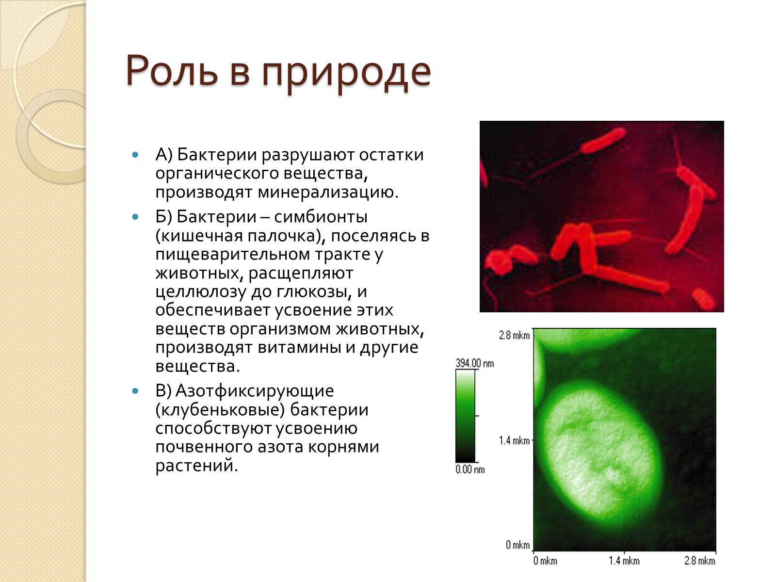 Презентація на тему «Прокариоты» (варіант 3) - Слайд #20
