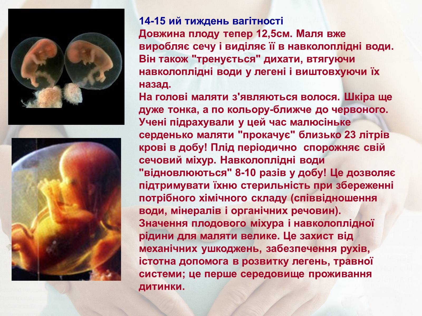 Презентація на тему «Життя до народження» - Слайд #15