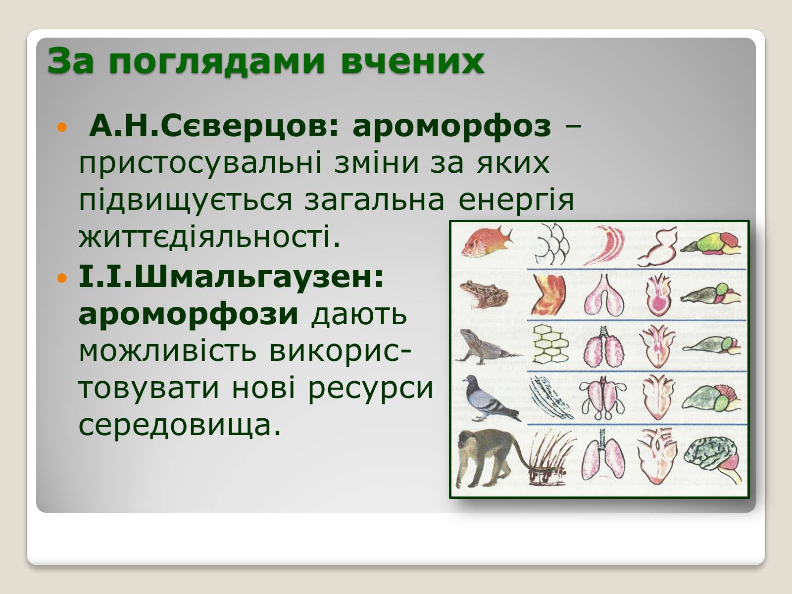 Презентація на тему «Основні ароморфози в еволюції» - Слайд #3