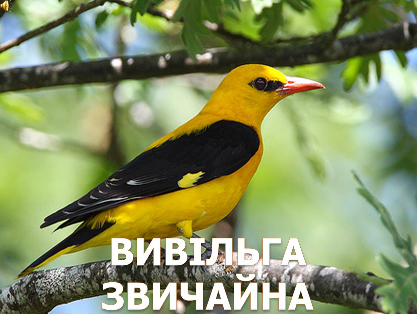 Презентація на тему «Перелітні птахи України» - Слайд #5