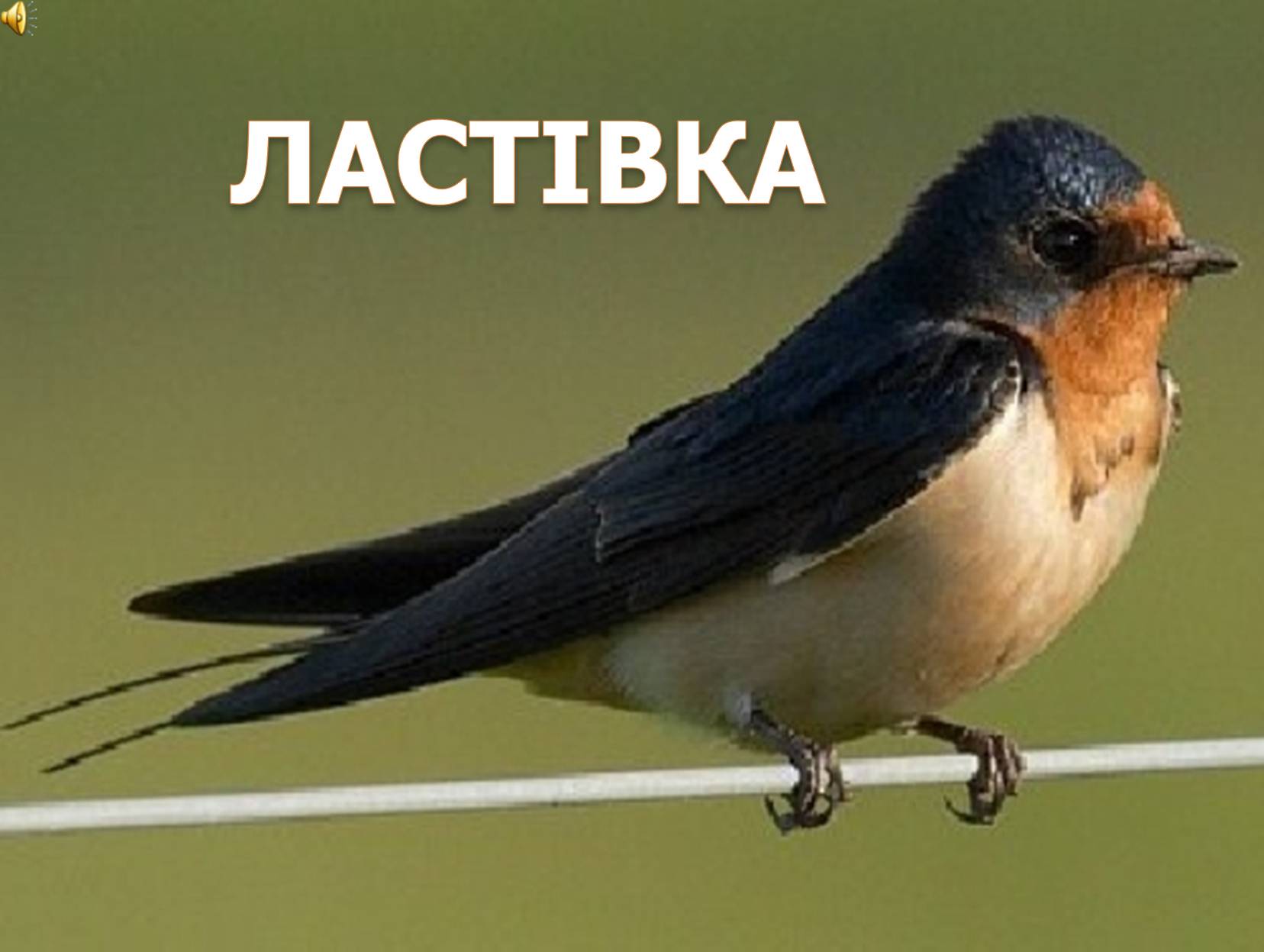 Презентація на тему «Перелітні птахи України» - Слайд #9