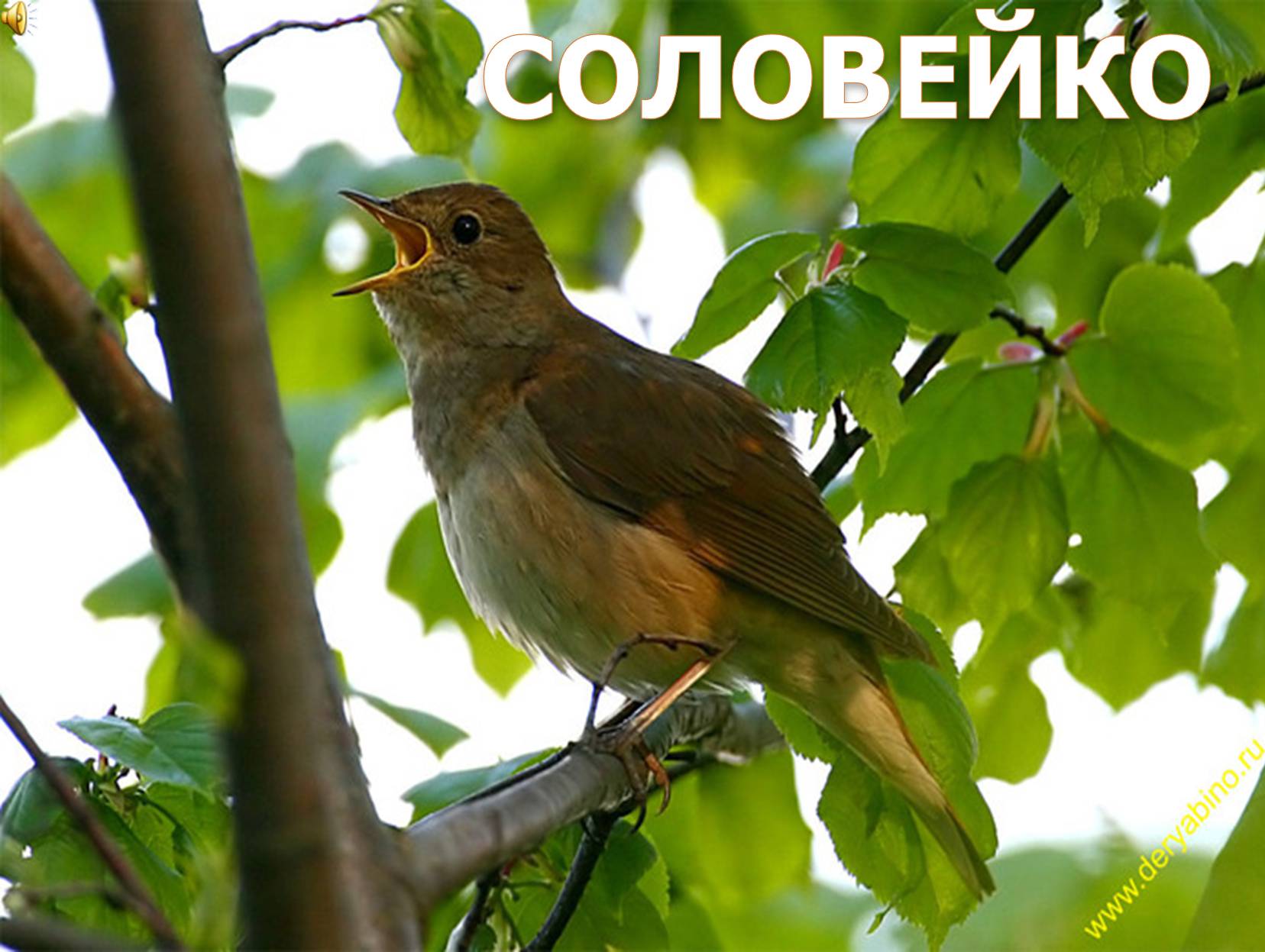 Презентація на тему «Перелітні птахи України» - Слайд #12