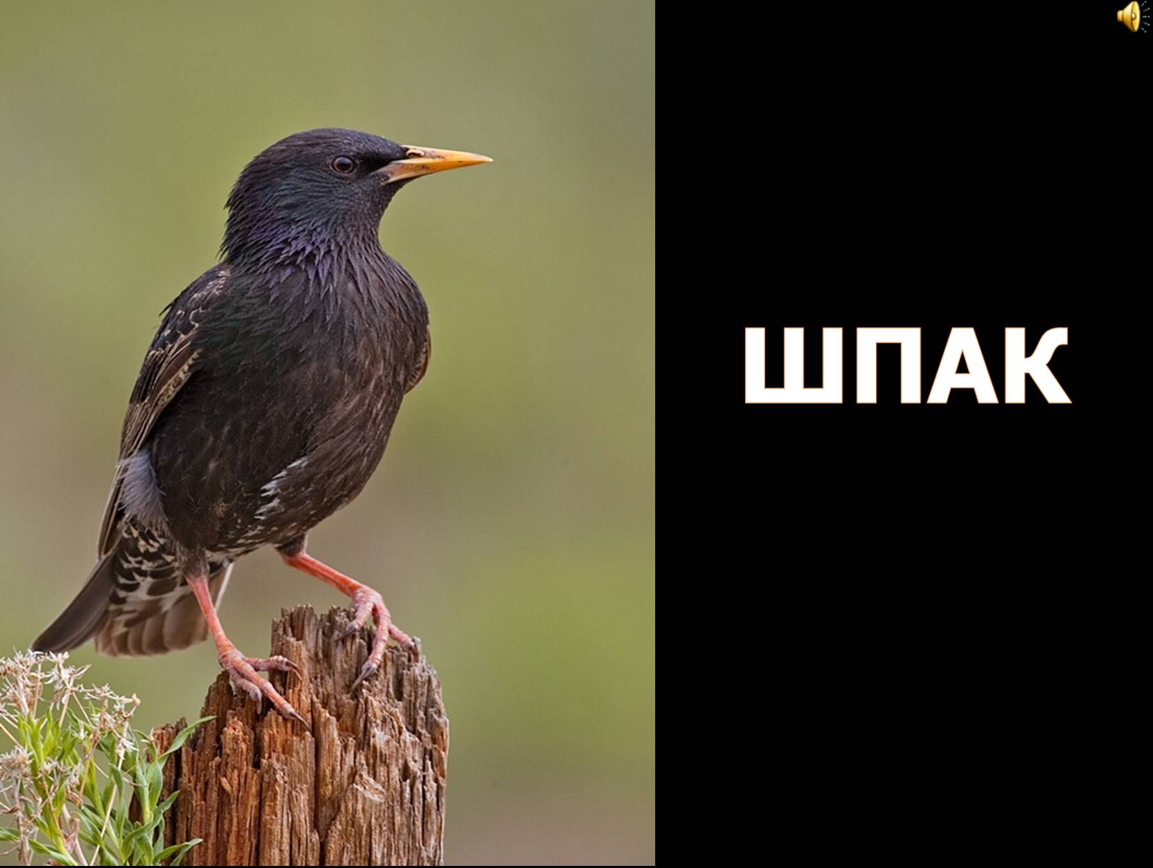 Презентація на тему «Перелітні птахи України» - Слайд #15