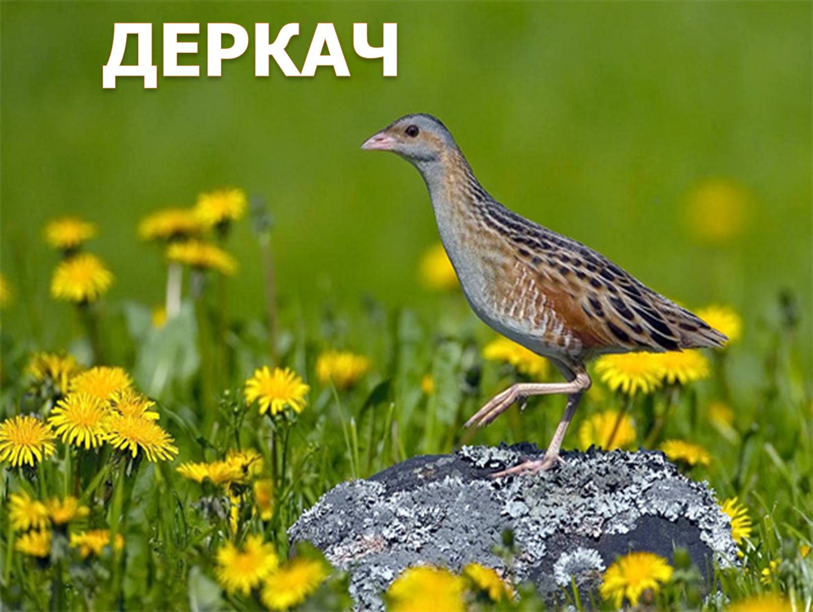 Презентація на тему «Перелітні птахи України» - Слайд #18