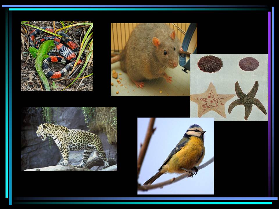 Презентація на тему «Основні процеси життєдіяльності тварин» - Слайд #2
