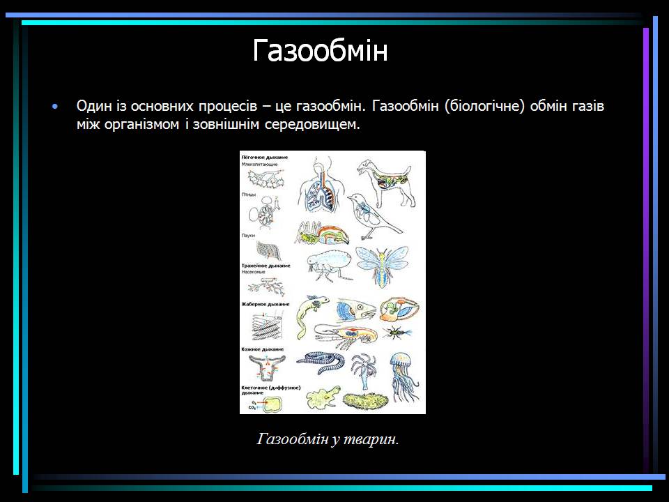 Презентація на тему «Основні процеси життєдіяльності тварин» - Слайд #17