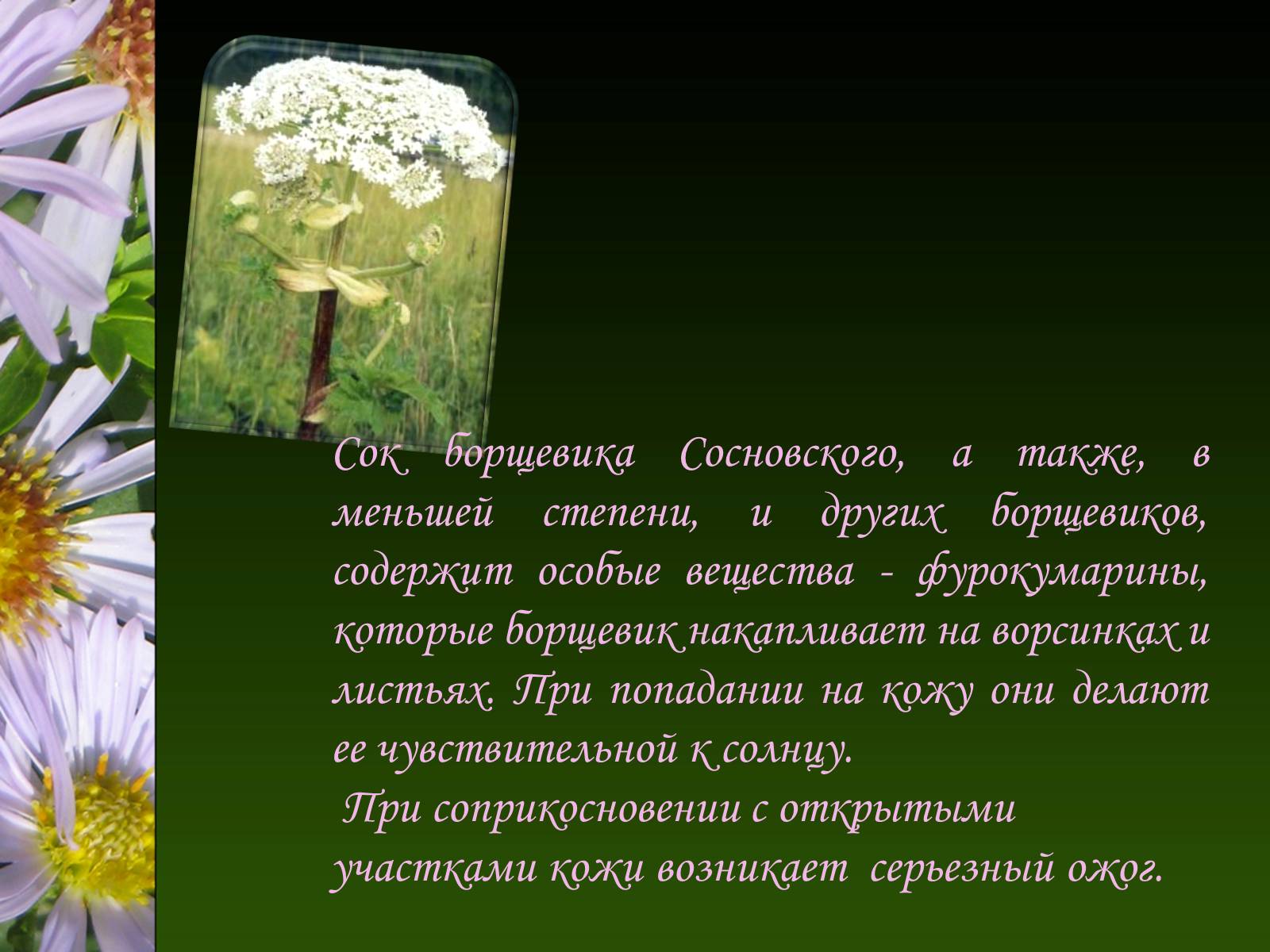 Презентація на тему «Ядовитые растения Украины» - Слайд #5