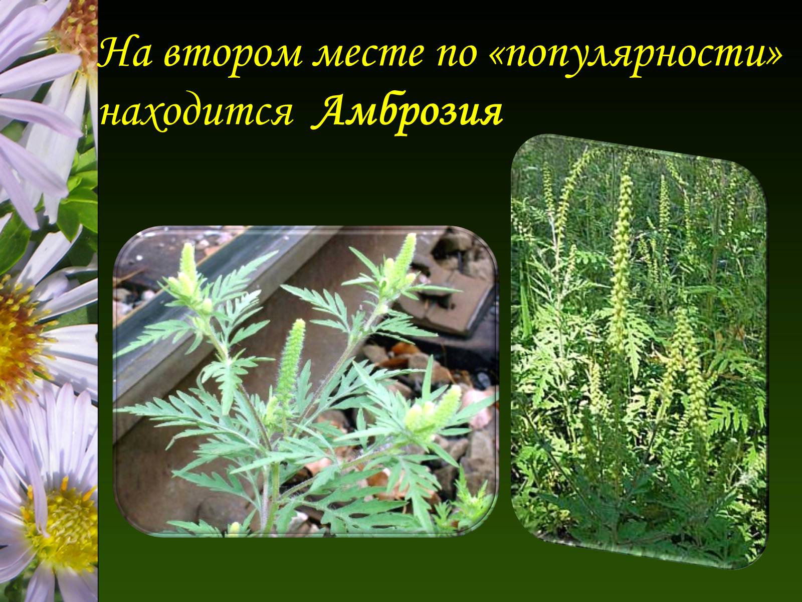 Презентація на тему «Ядовитые растения Украины» - Слайд #7
