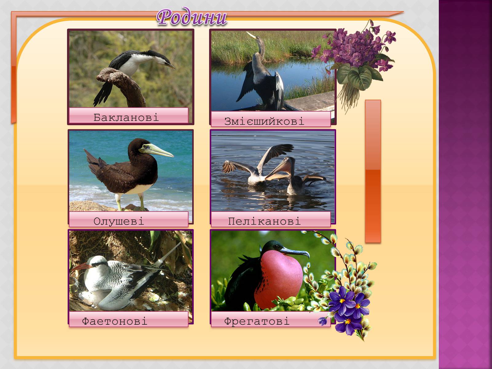 Презентація на тему «Різноманітність птахів» (варіант 3) - Слайд #23