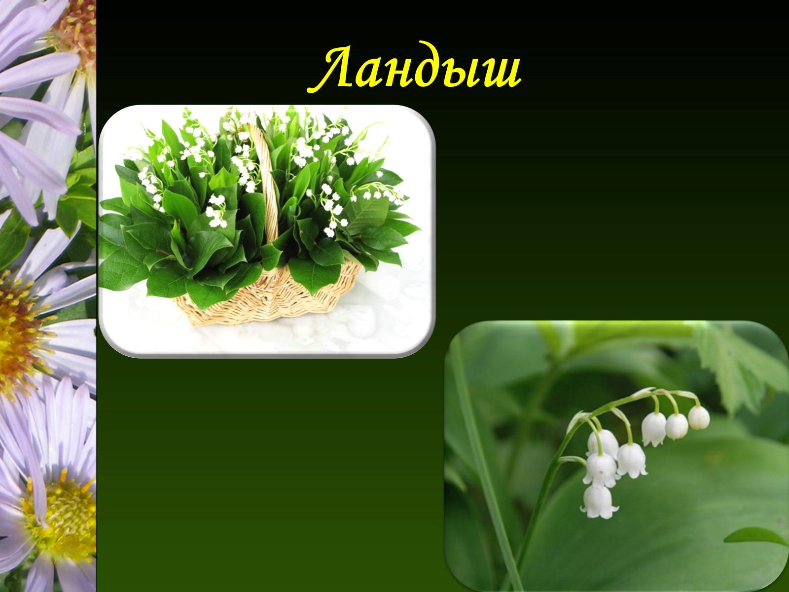 Презентація на тему «Ядовитые растения Украины» - Слайд #10