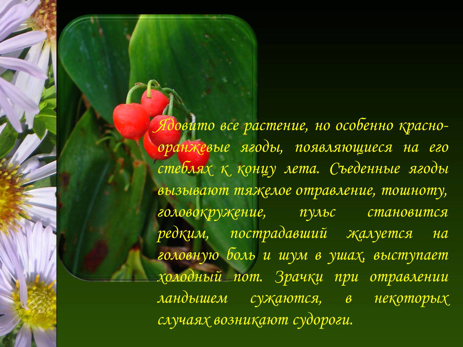 Презентація на тему «Ядовитые растения Украины» - Слайд #11