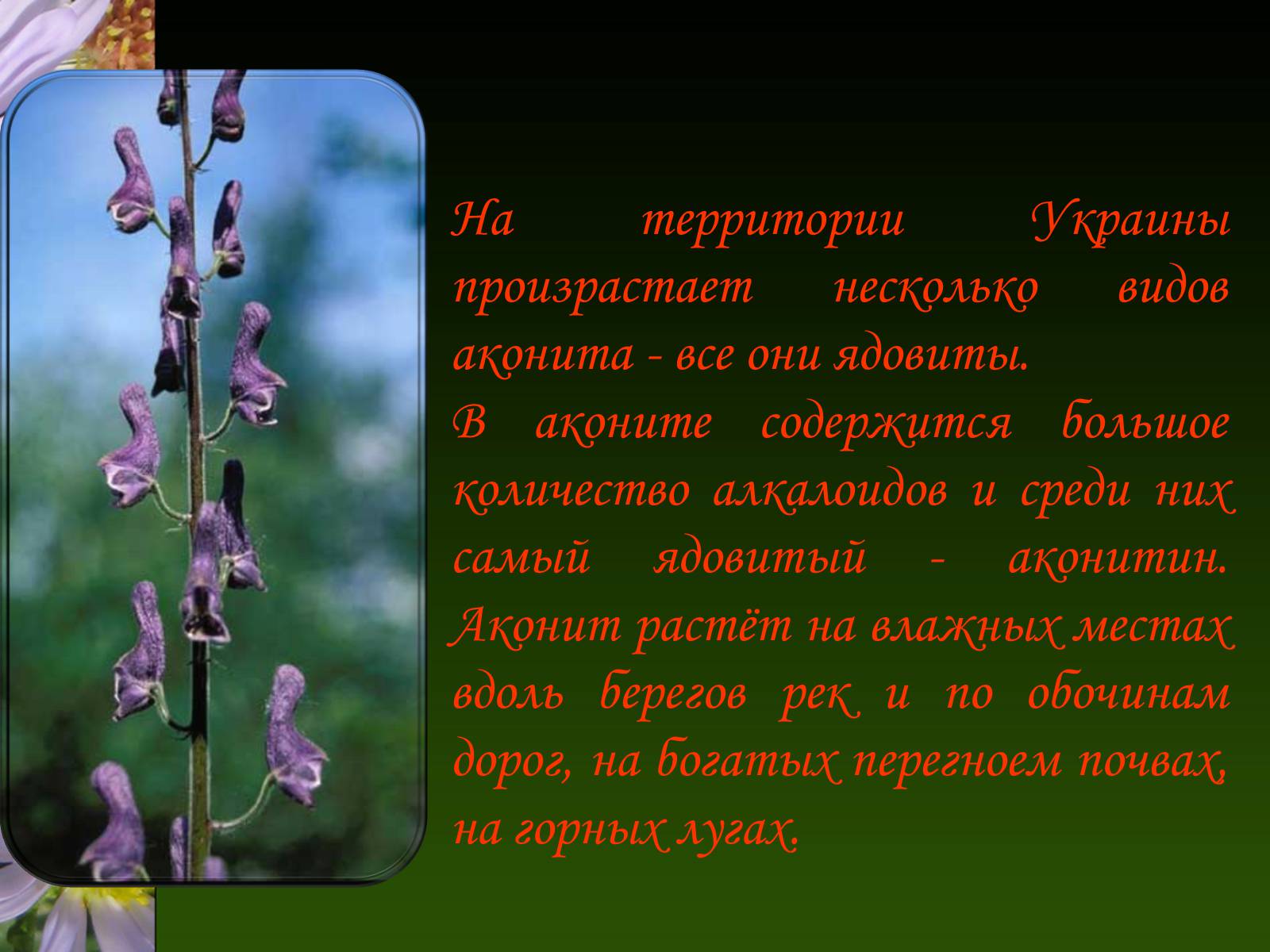Презентація на тему «Ядовитые растения Украины» - Слайд #13