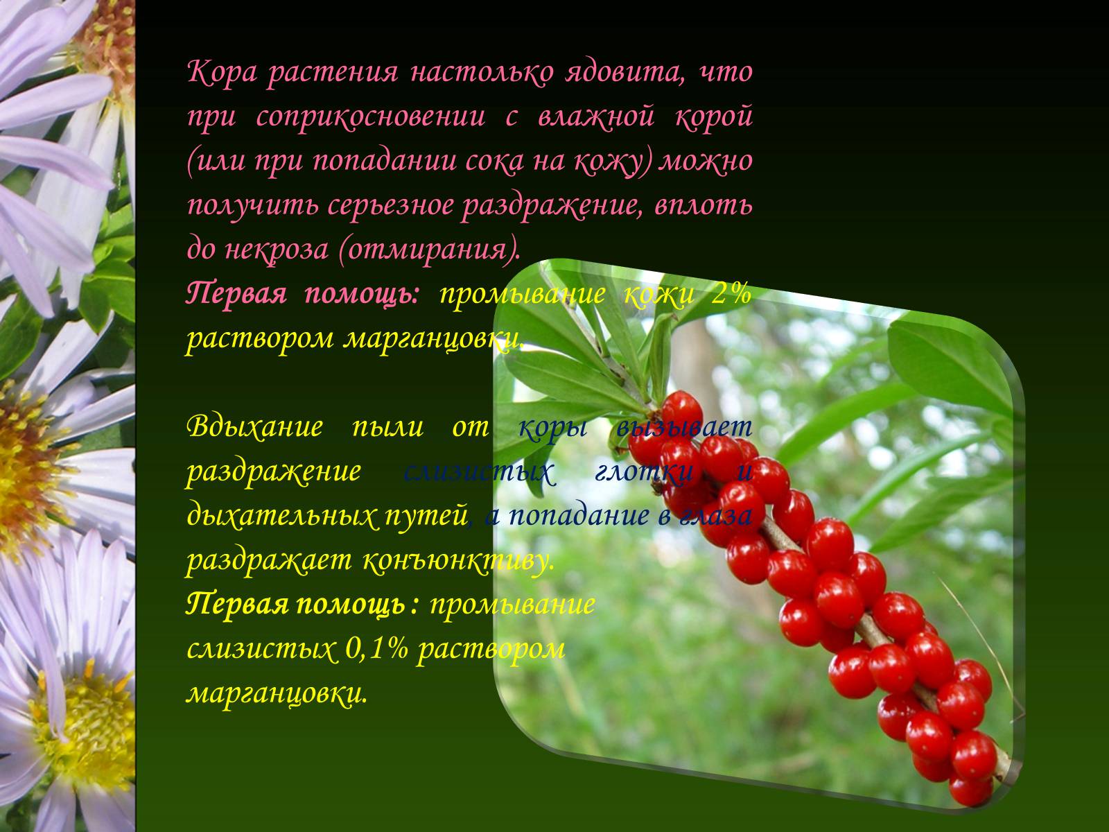 Презентація на тему «Ядовитые растения Украины» - Слайд #18