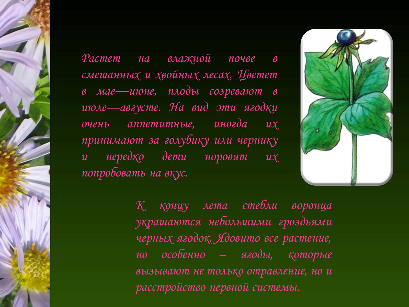 Презентація на тему «Ядовитые растения Украины» - Слайд #20