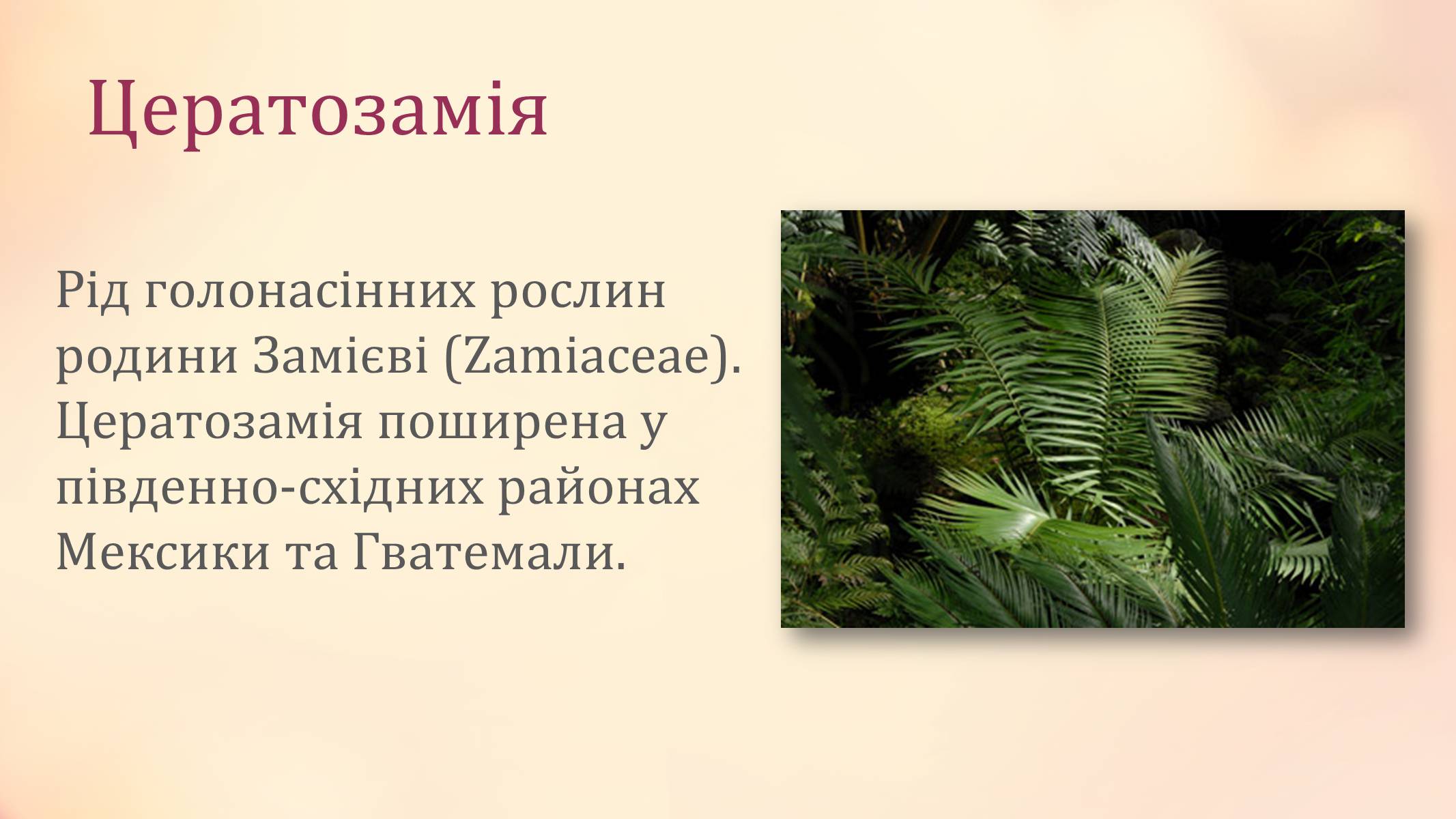 Презентація на тему «Рослини палеозойської ери» - Слайд #10