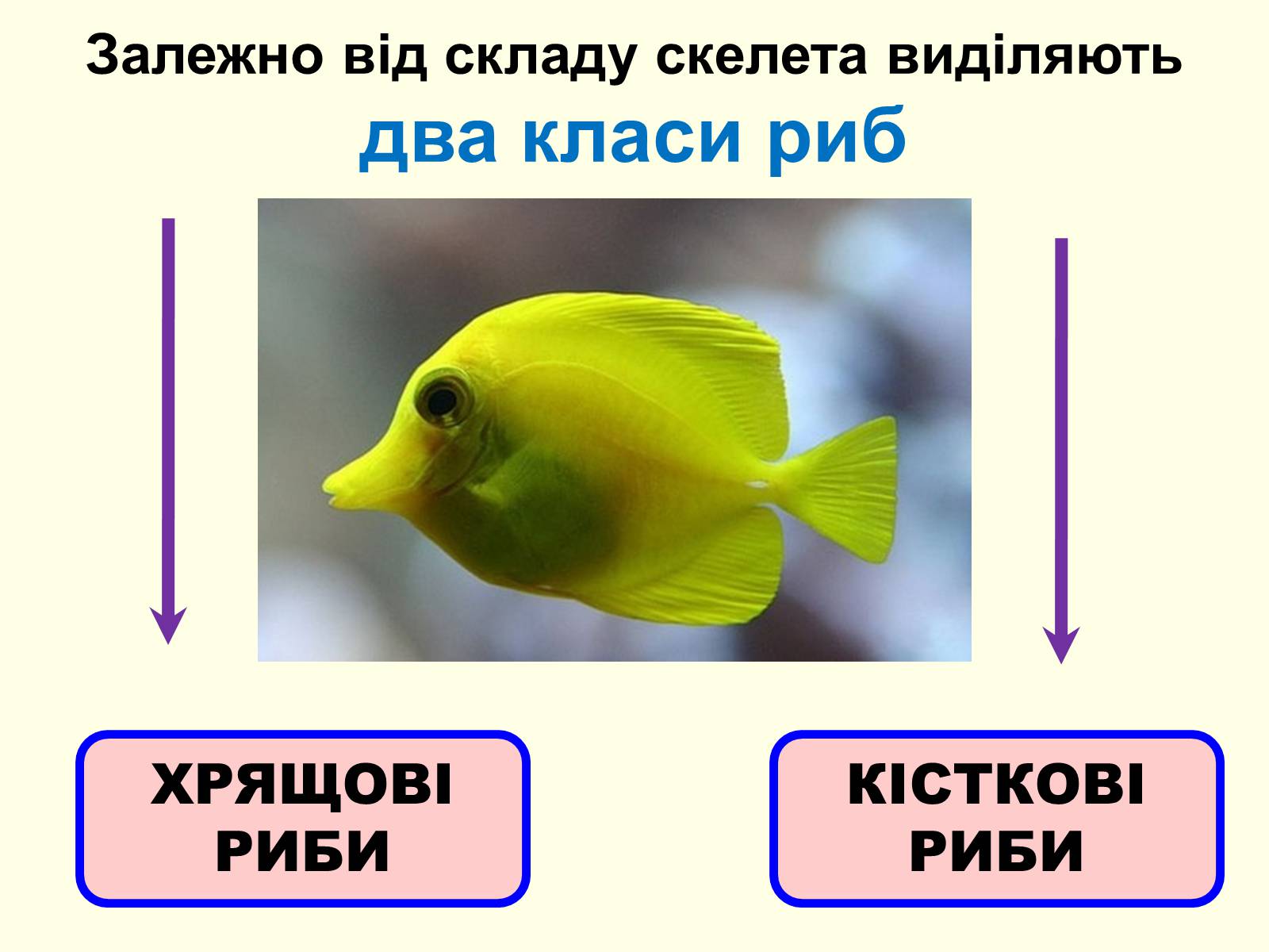 Презентація на тему «Хрящові риби» (варіант 2) - Слайд #6