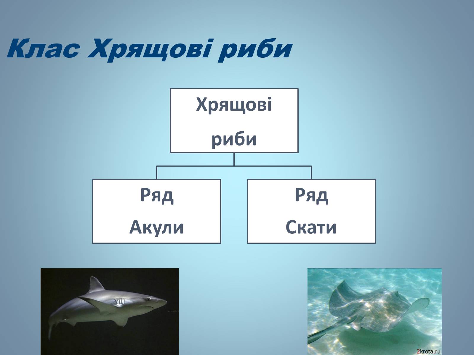 Презентація на тему «Хрящові риби» (варіант 2) - Слайд #7