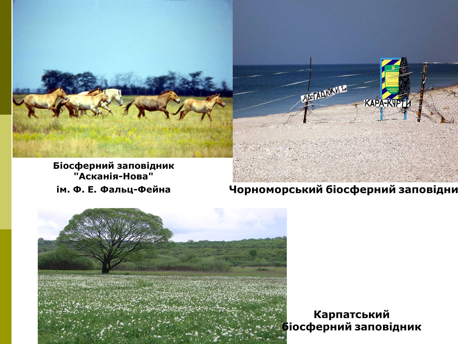 Презентація на тему «Міжнародне співробітництво України в сфері охорони довкілля» - Слайд #5