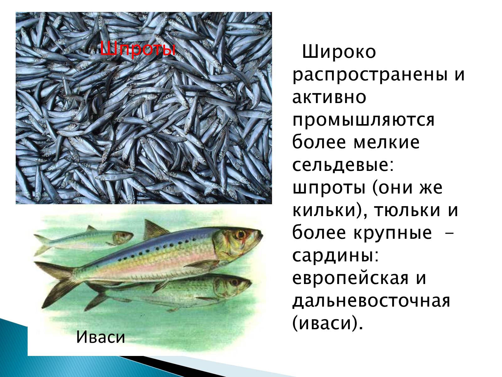 Презентація на тему «Костные рыбы» - Слайд #14