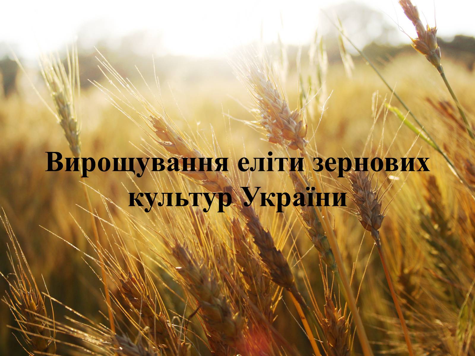 Презентація на тему «Вирощування еліти зернових культур України» - Слайд #1