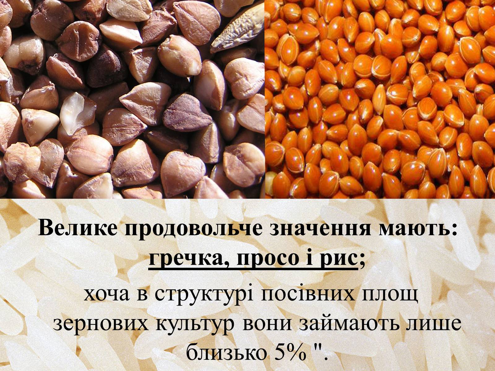 Презентація на тему «Вирощування еліти зернових культур України» - Слайд #5