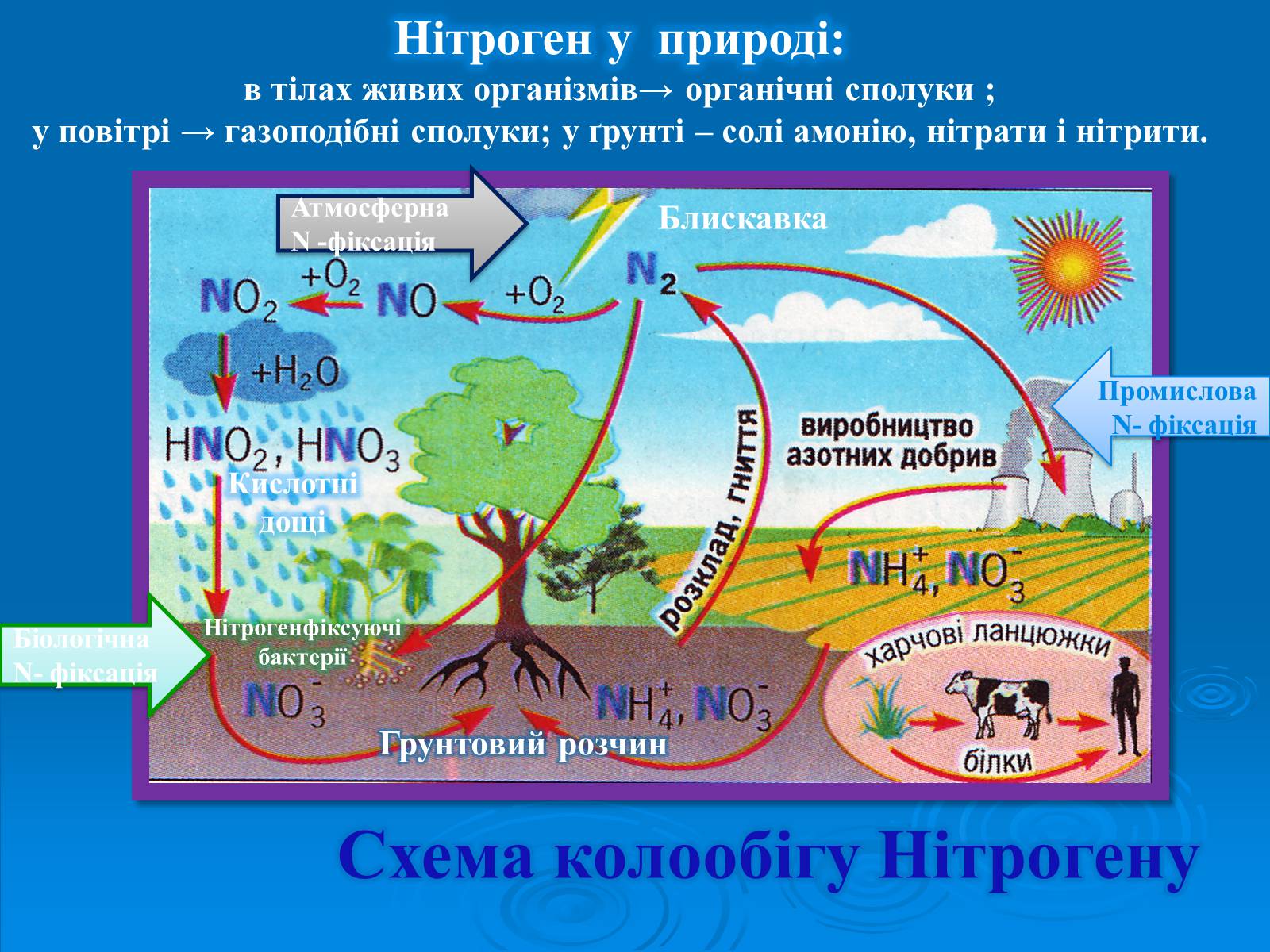 Презентація на тему «Колообіг нітрогену» (варіант 2) - Слайд #7