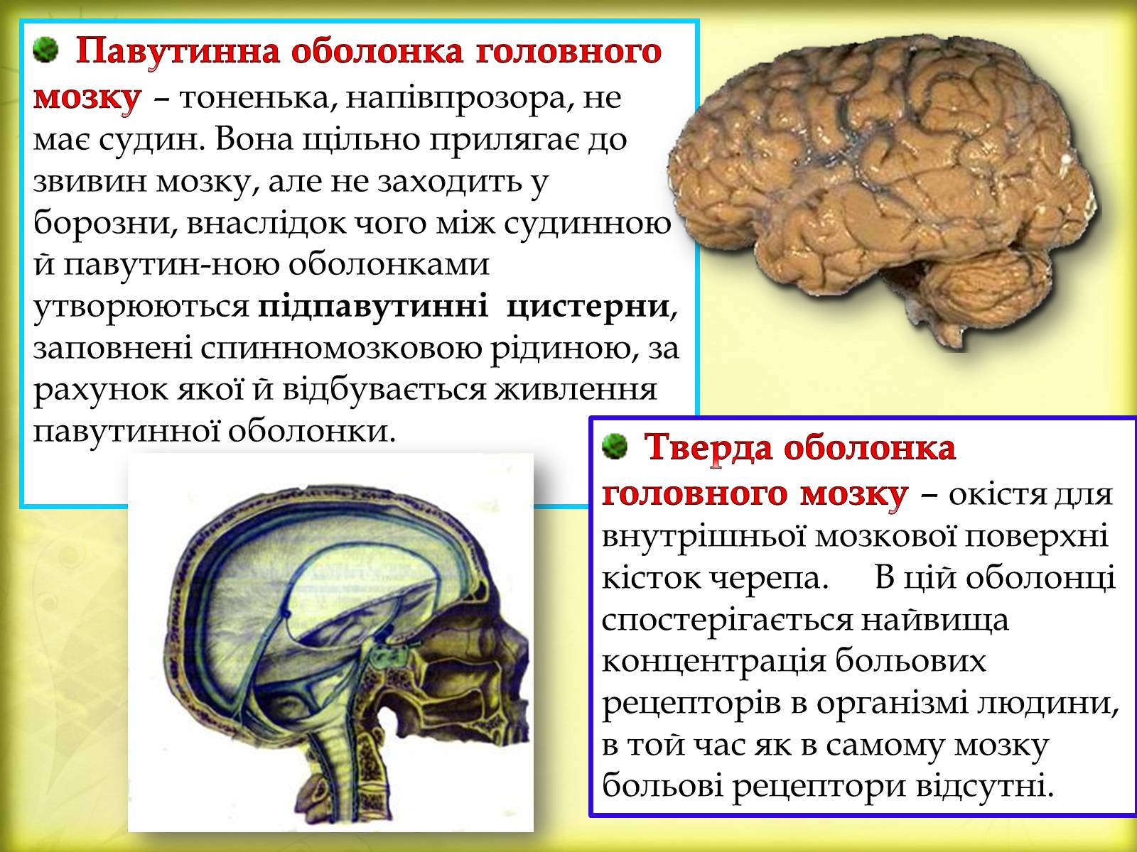 Презентація на тему «Головний мозок» (варіант 3) - Слайд #7