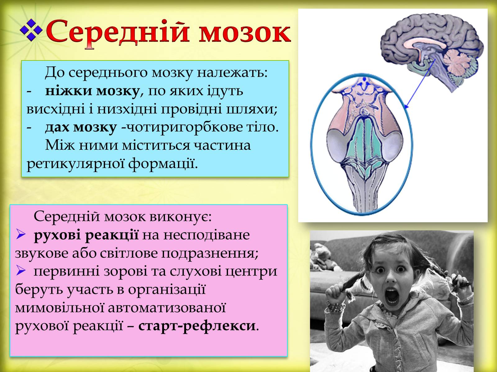 Презентація на тему «Головний мозок» (варіант 3) - Слайд #13