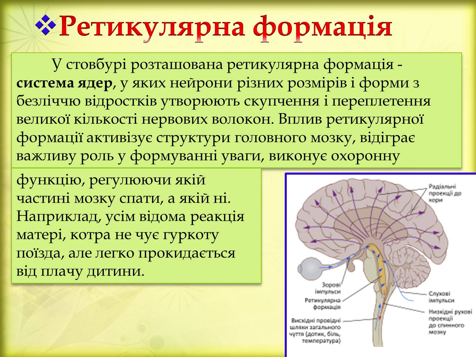 Презентація на тему «Головний мозок» (варіант 3) - Слайд #14