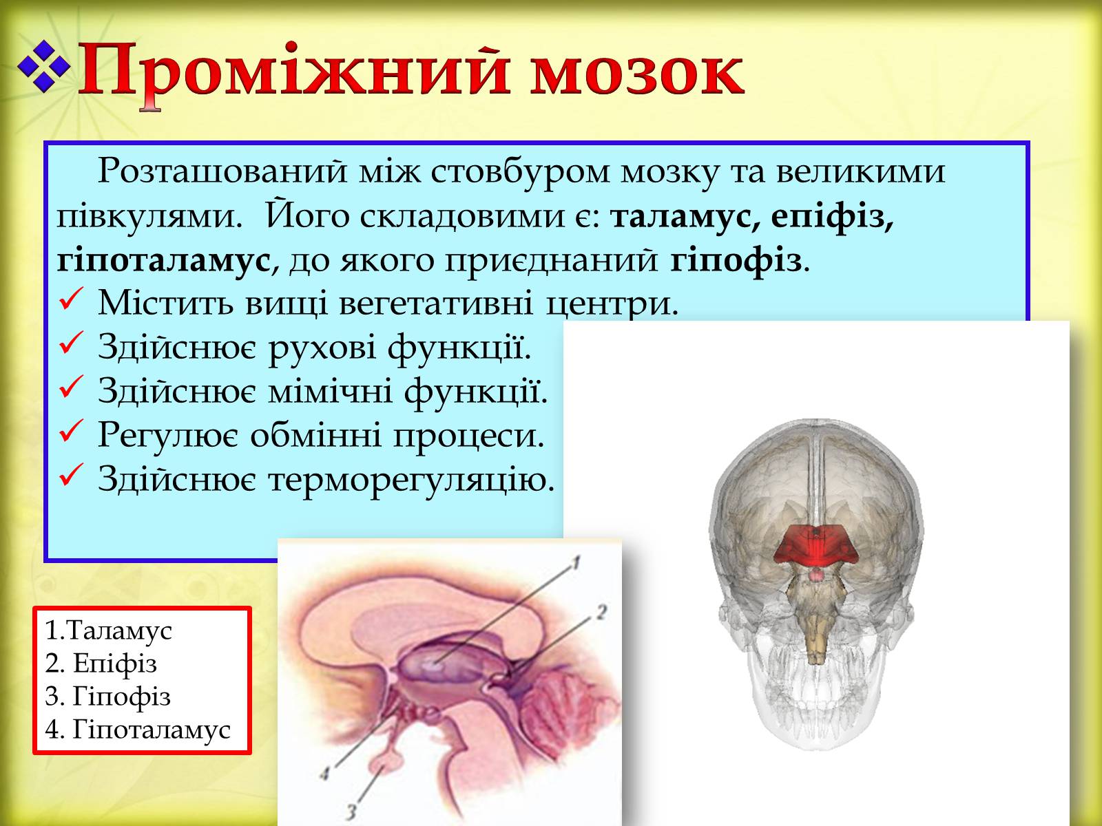 Презентація на тему «Головний мозок» (варіант 3) - Слайд #18