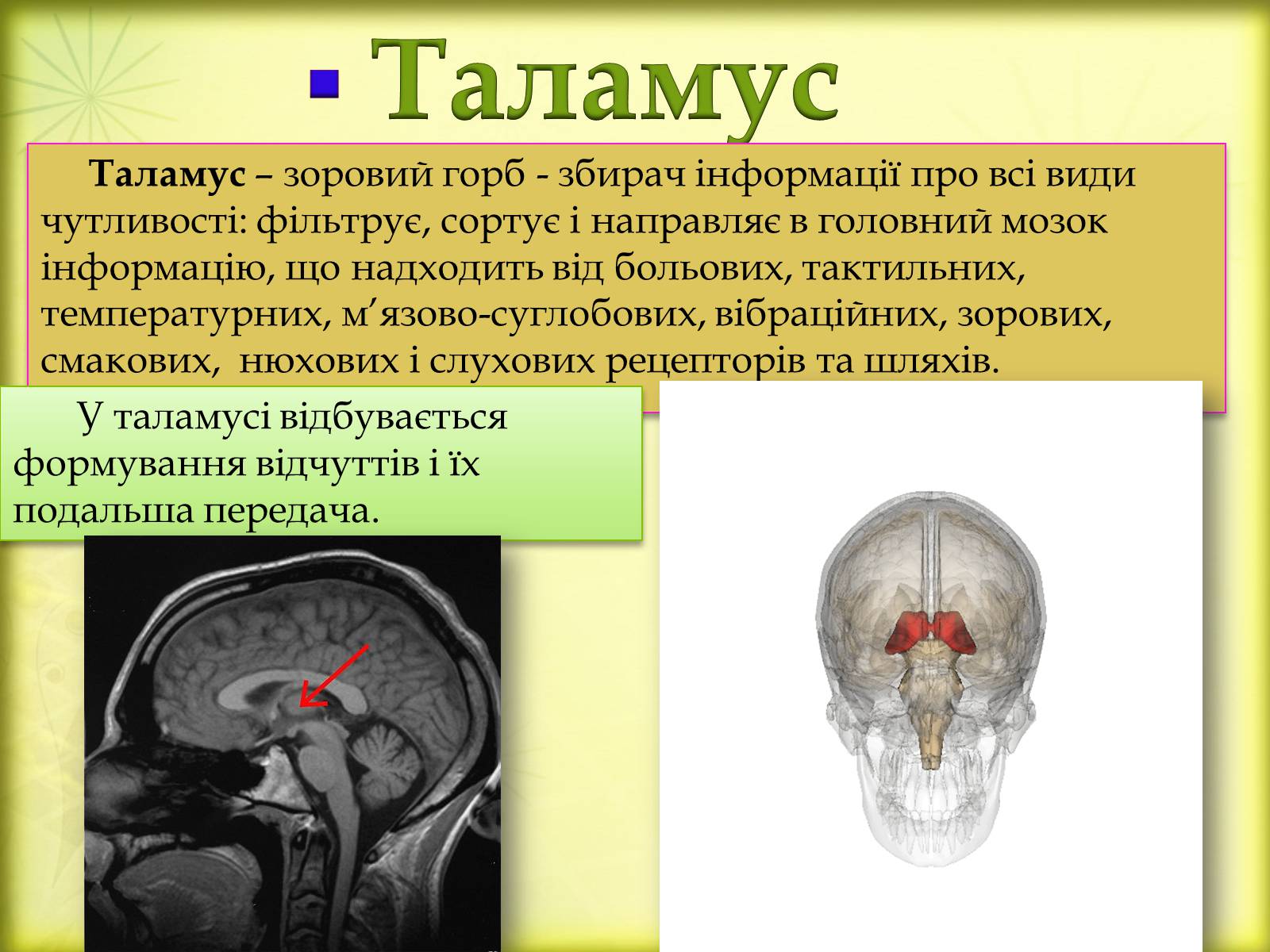 Презентація на тему «Головний мозок» (варіант 3) - Слайд #19