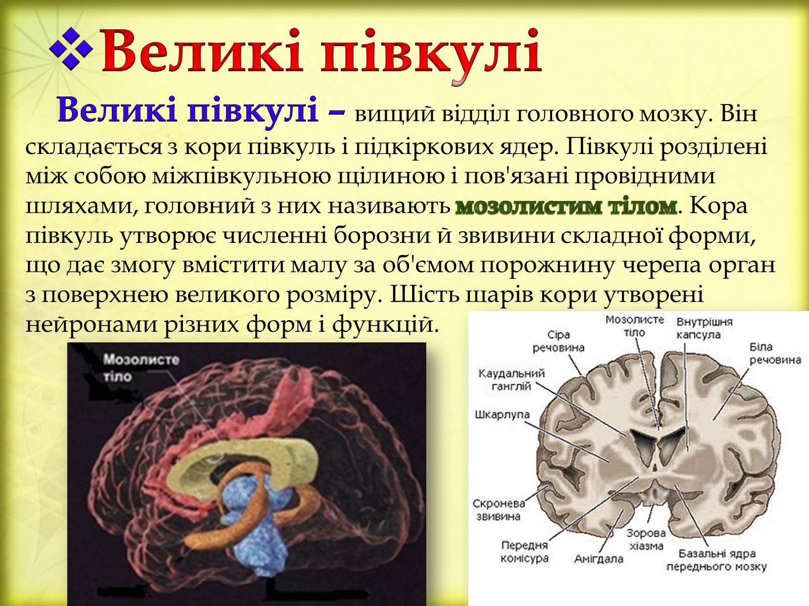 Презентація на тему «Головний мозок» (варіант 3) - Слайд #23