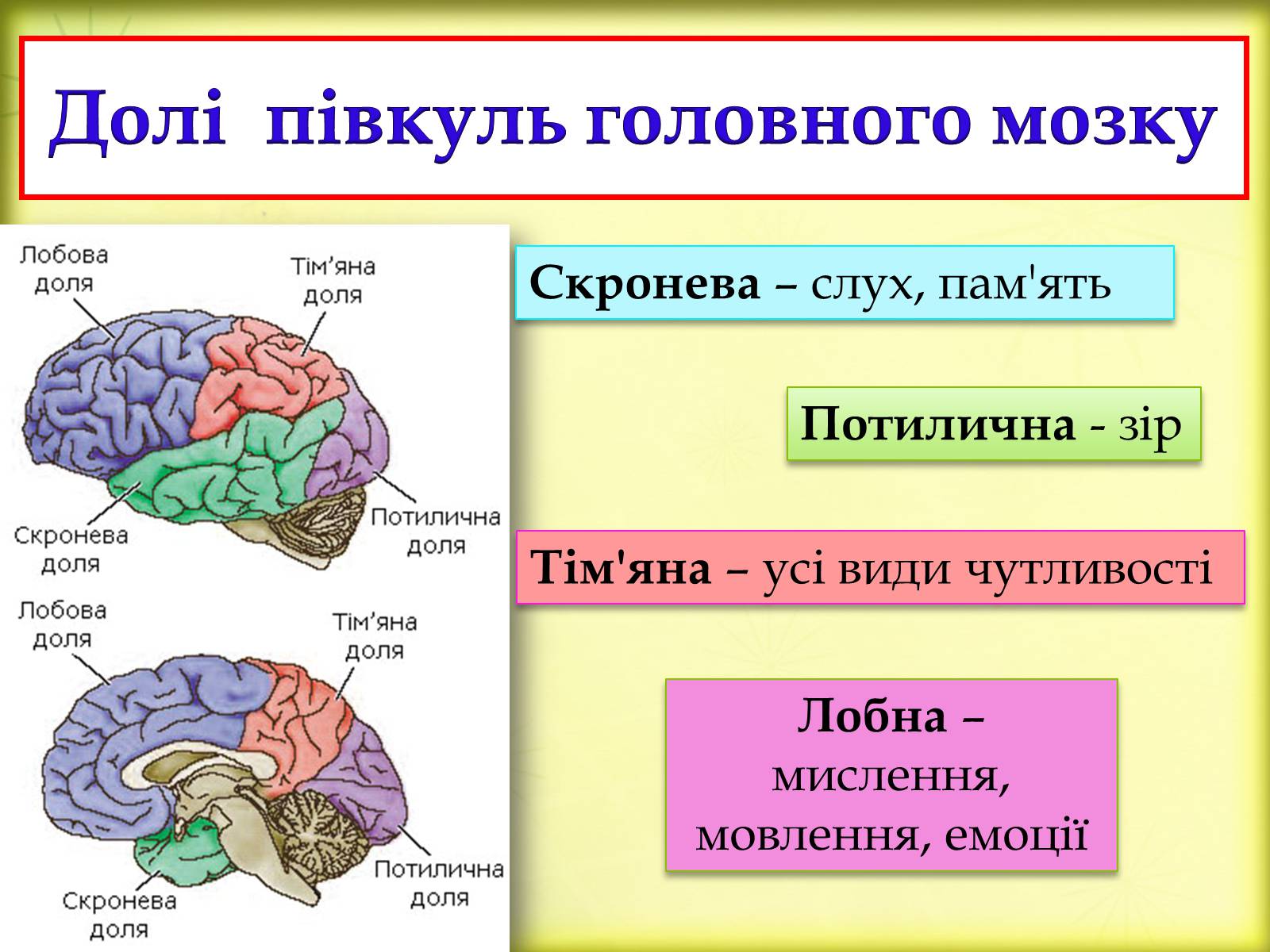 Презентація на тему «Головний мозок» (варіант 3) - Слайд #25
