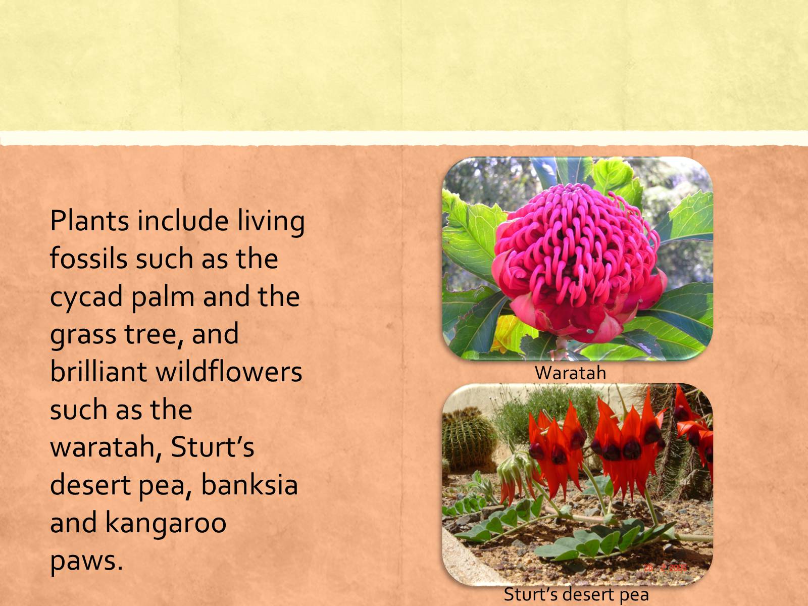 Презентація на тему «Flora and fauna of Australia» - Слайд #2