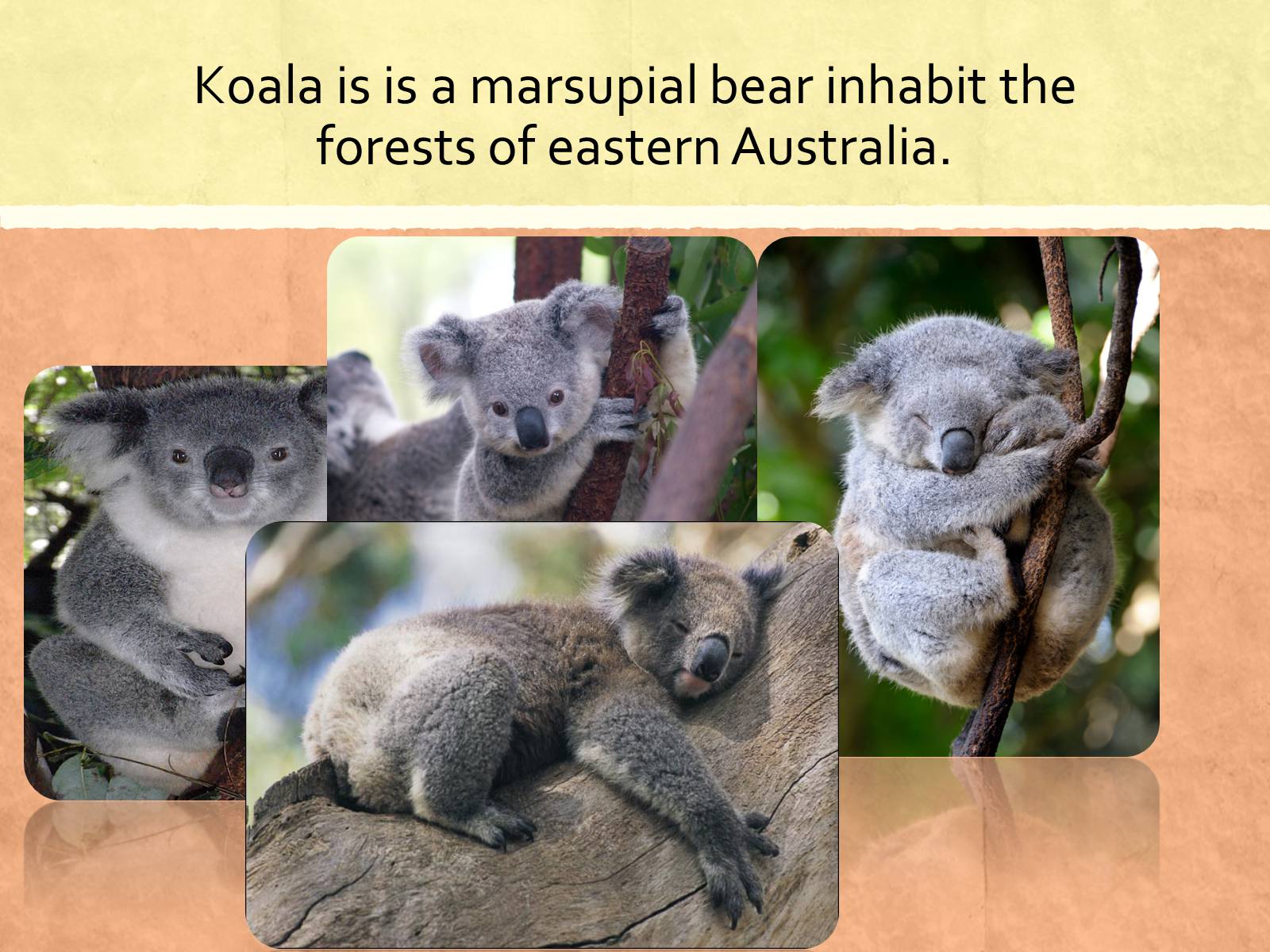 Презентація на тему «Flora and fauna of Australia» - Слайд #5