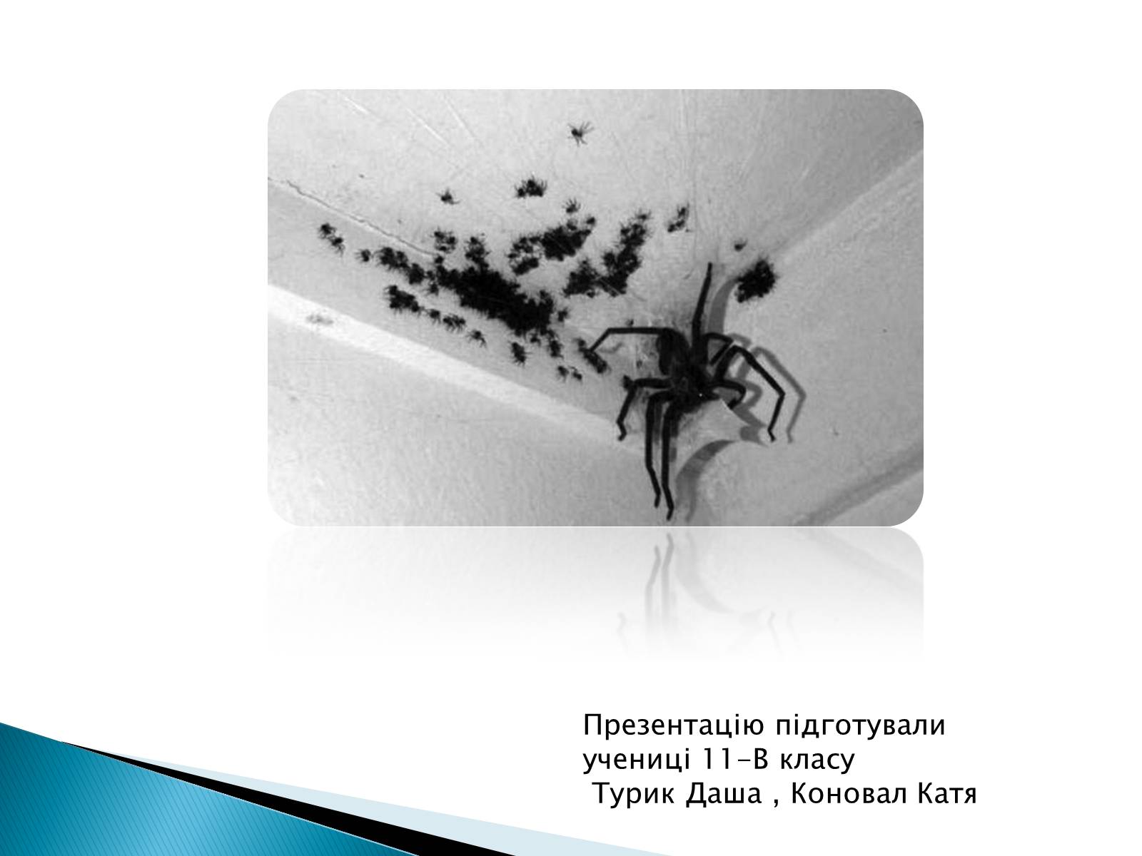 Презентація на тему «Отруєння укусами павуків» - Слайд #6