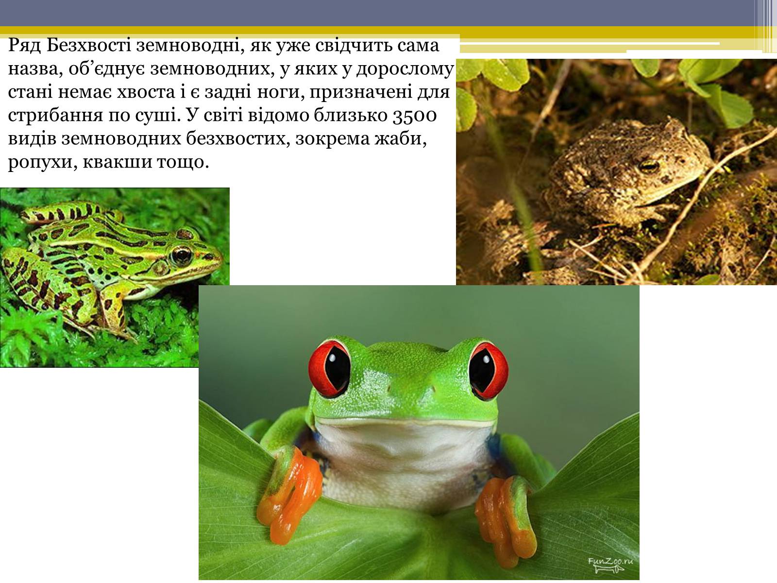 Презентація на тему «Різноманітність жаб» - Слайд #2