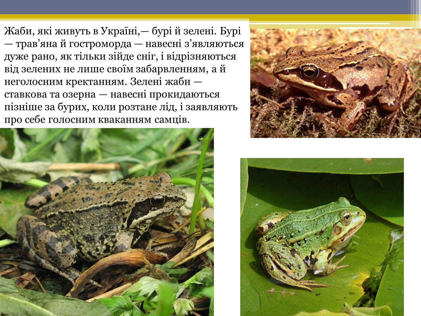 Презентація на тему «Різноманітність жаб» - Слайд #3