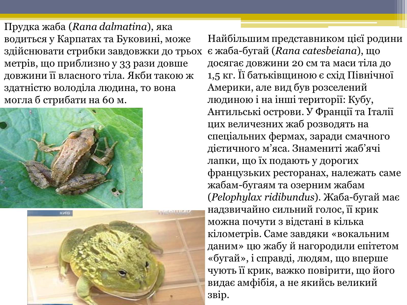 Презентація на тему «Різноманітність жаб» - Слайд #14