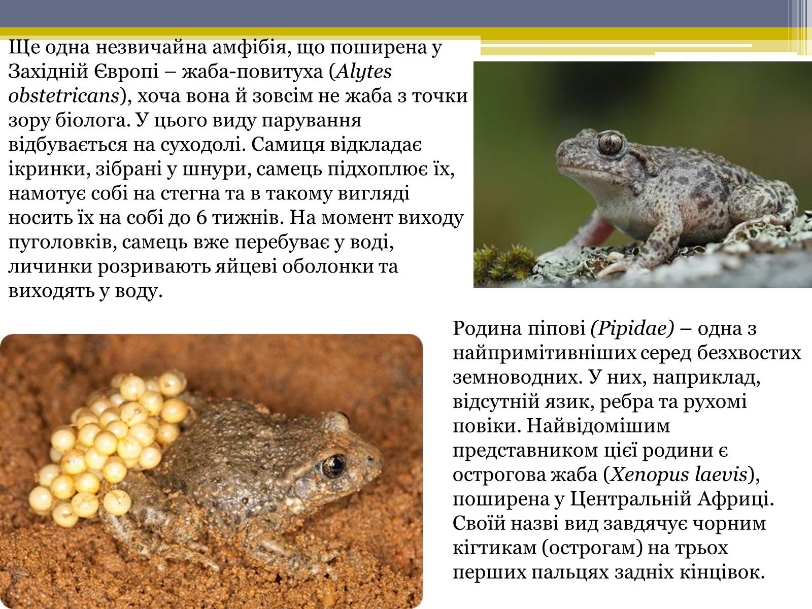 Презентація на тему «Різноманітність жаб» - Слайд #15