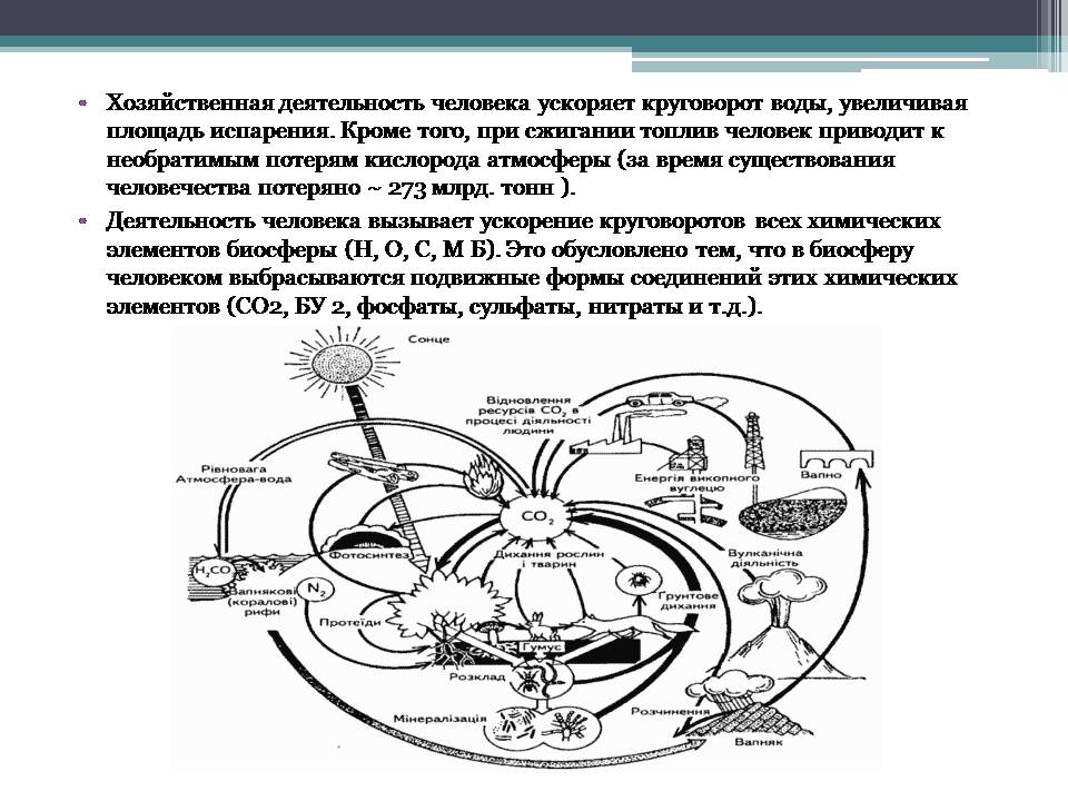 Презентація на тему «Анализ схем круговорота основных веществ в природе» - Слайд #10