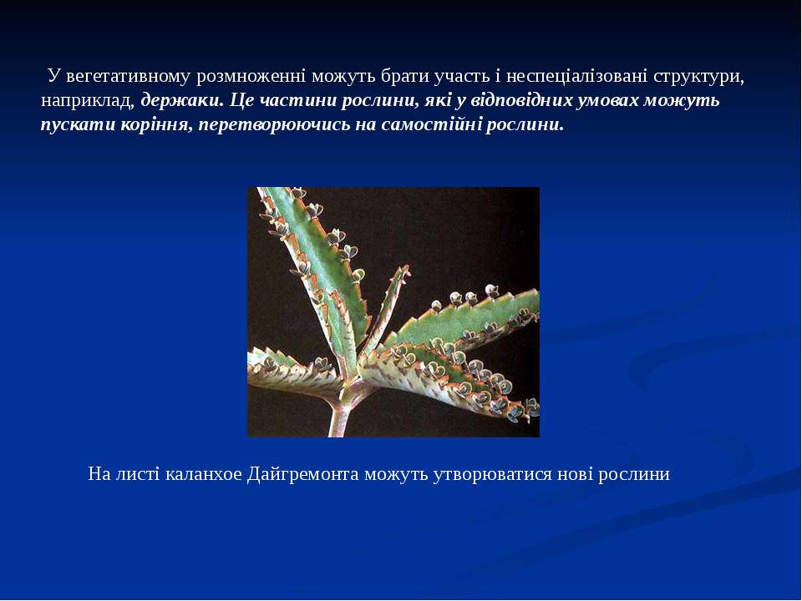 Презентація на тему «Розмноження рослин» - Слайд #13