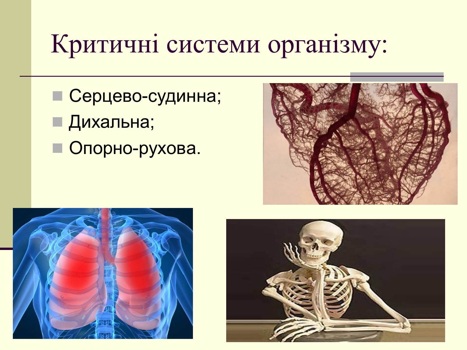 Презентація на тему «Критичні системи організму людини. Дихальна система» - Слайд #3