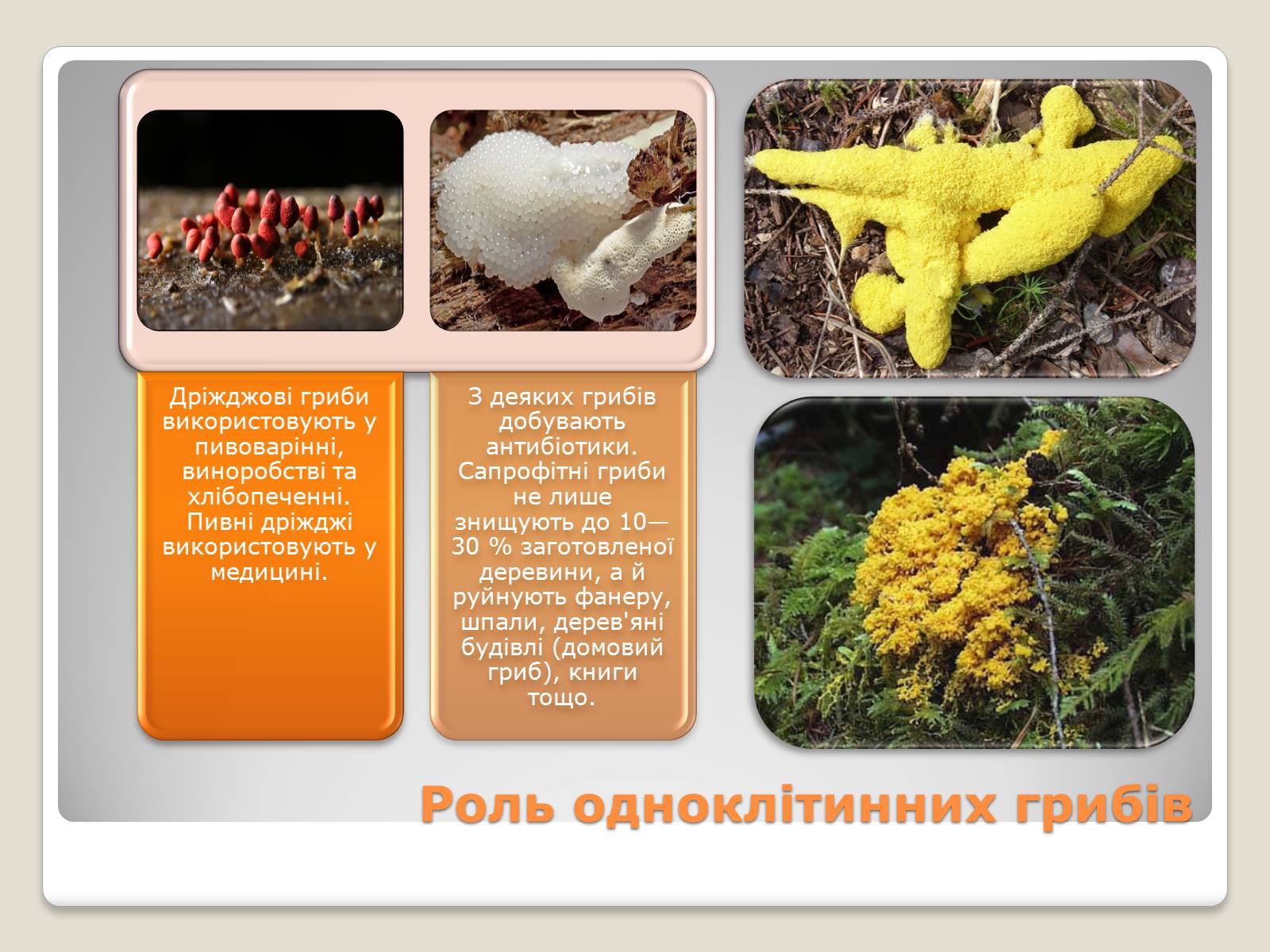 Презентація на тему «Одноклітинні гриби» - Слайд #9