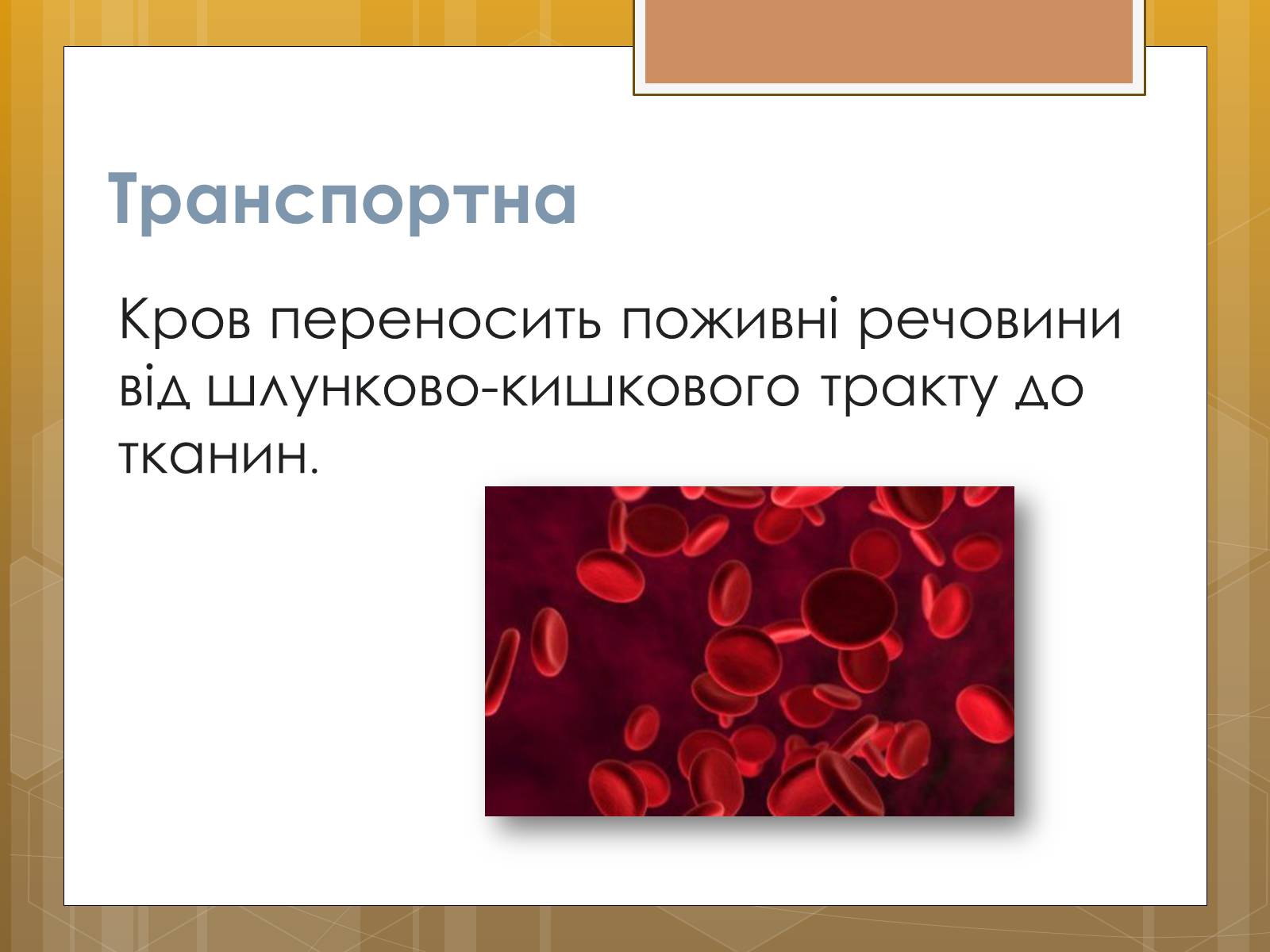 Презентація на тему «Функції крові. Групи крові» - Слайд #2