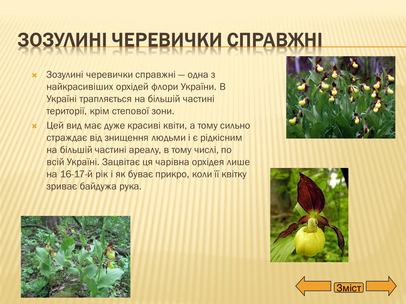 Презентація на тему «Рослини занесені до Червоної та Зеленої книги України» (варіант 2) - Слайд #6