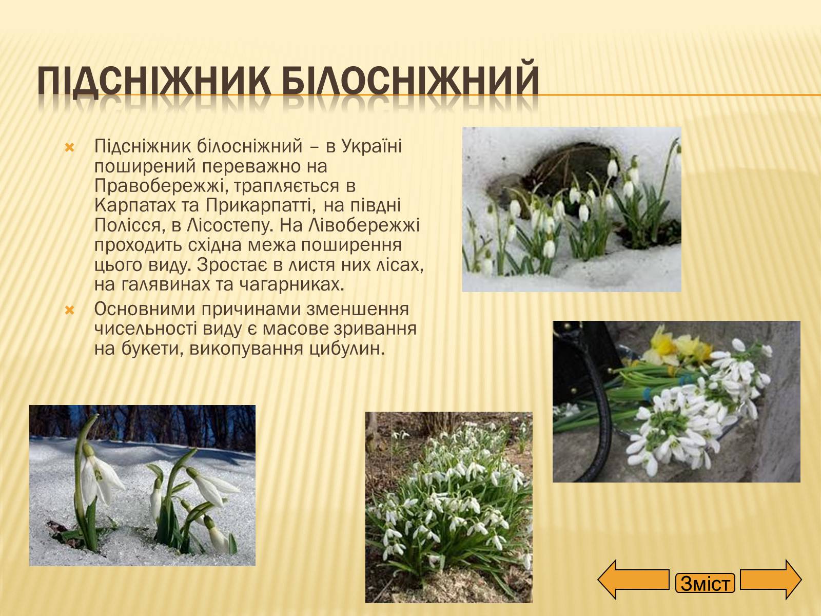 Презентація на тему «Рослини занесені до Червоної та Зеленої книги України» (варіант 2) - Слайд #8
