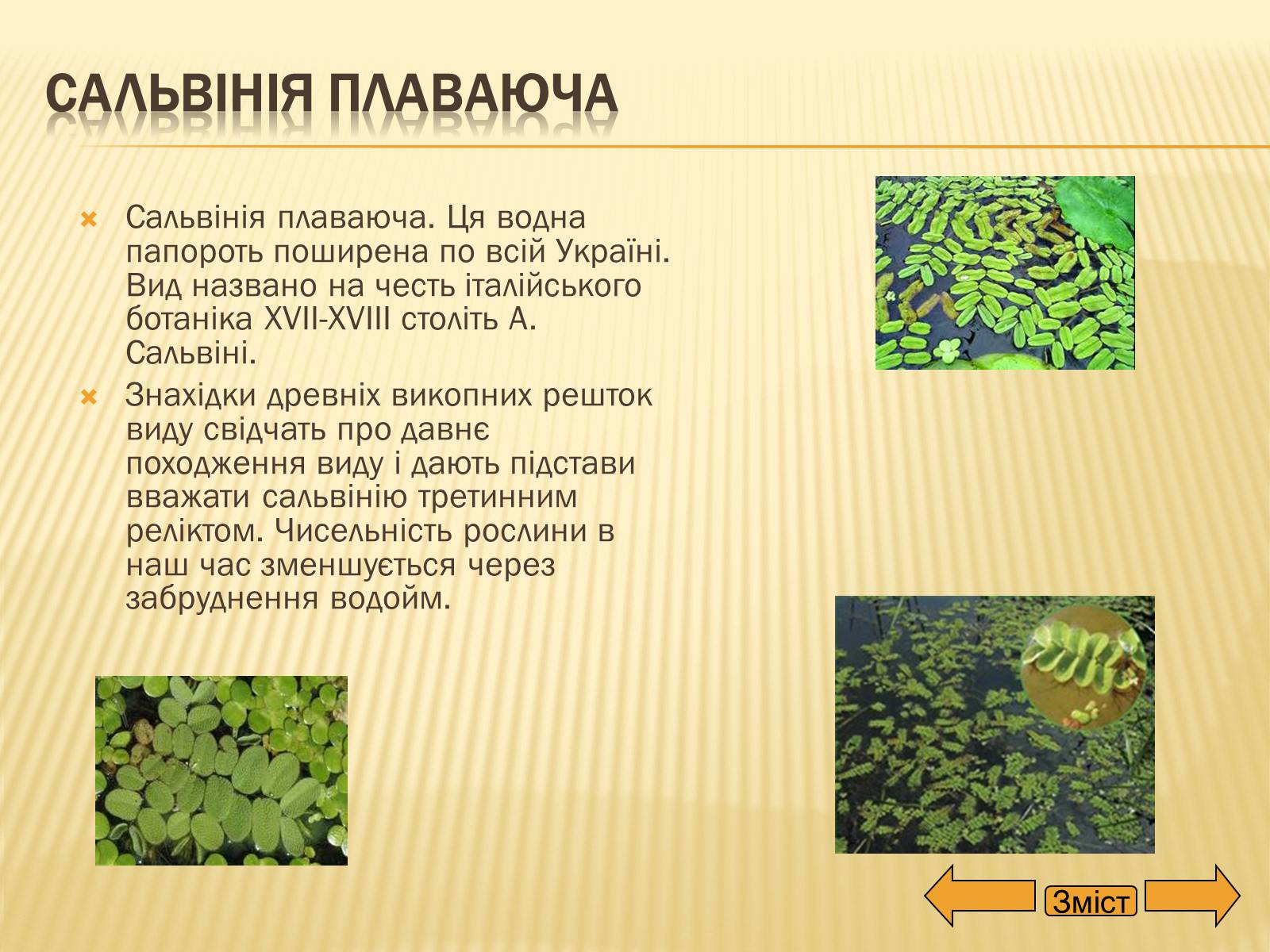 Презентація на тему «Рослини занесені до Червоної та Зеленої книги України» (варіант 2) - Слайд #9