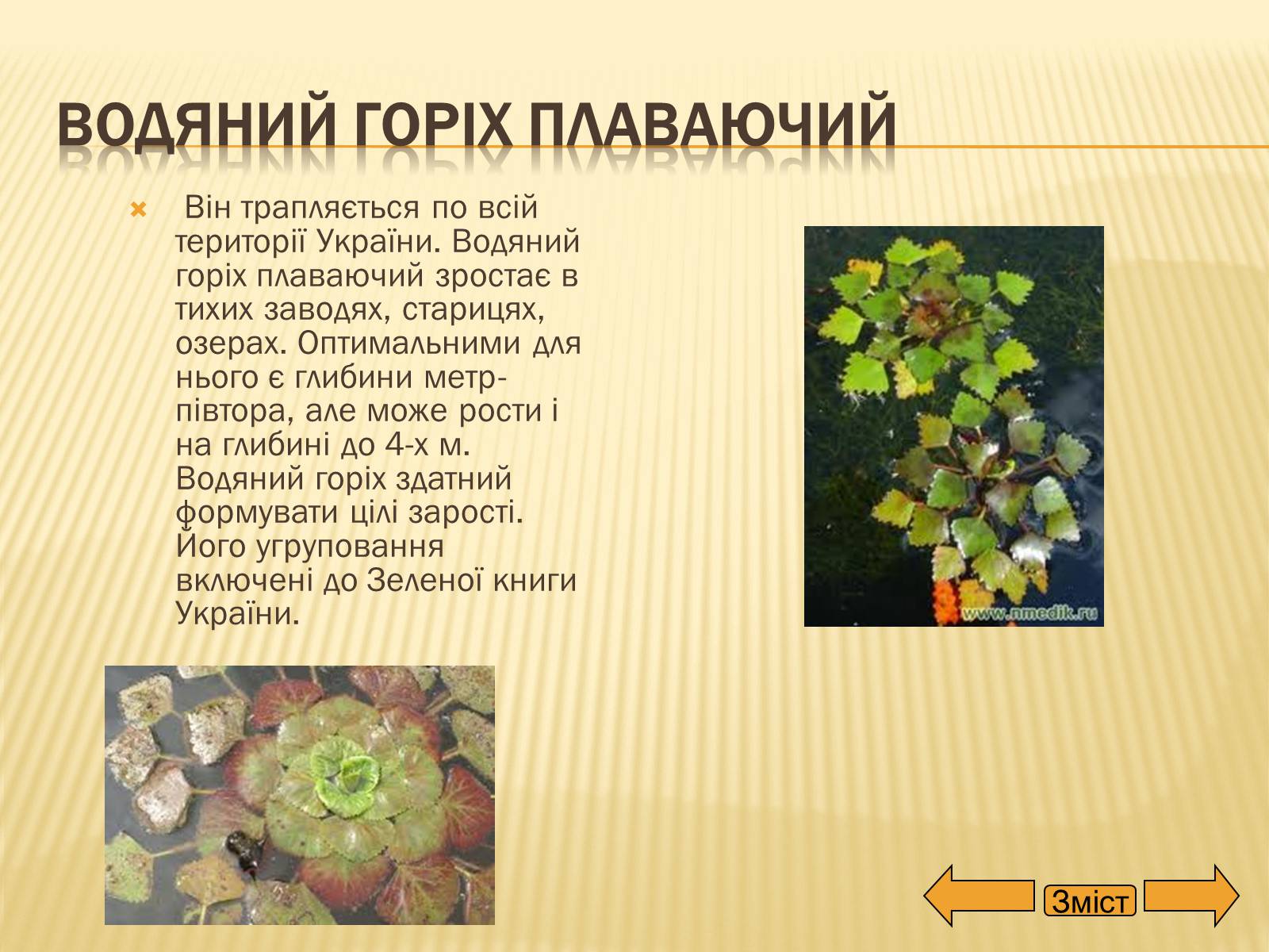 Презентація на тему «Рослини занесені до Червоної та Зеленої книги України» (варіант 2) - Слайд #14